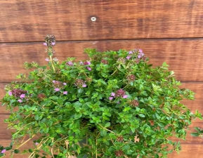 百里香是什么时候种