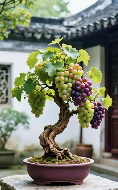 葡萄盆栽什么品种好