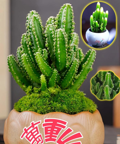 万重山开什么颜色的花