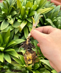 家庭养花用生根粉