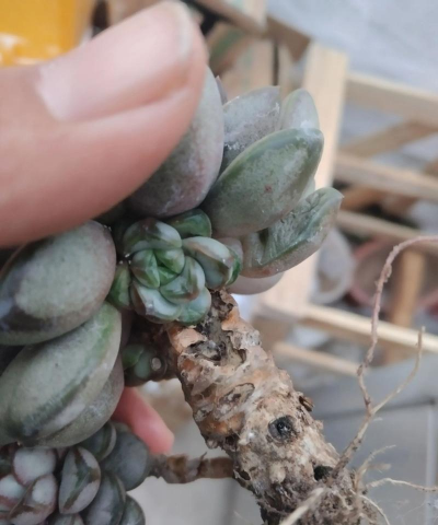 家庭养花用生根粉