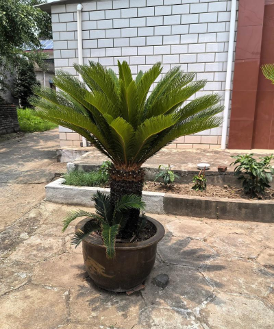 家庭养花用生根粉