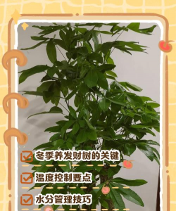 发财树树冬天怎么养