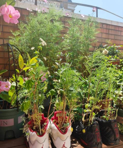 家庭养花用生根粉