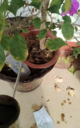 家庭养花用生根粉