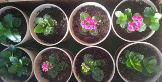 家庭养花用生根粉