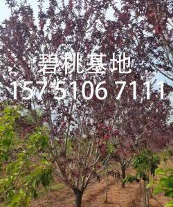 碧桃为什么叫碧桃