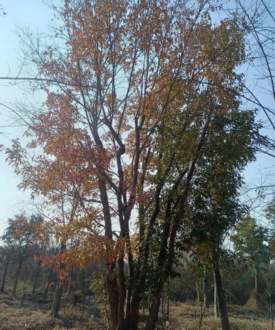 野生三角枫什么时候挖