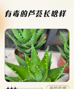 有毒芦荟吃了会怎么样