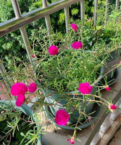 家庭养花用生根粉