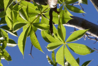 猴面包树的叶子长什么样