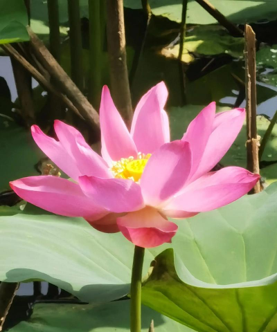 何花花花是干什么用的