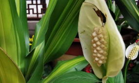 广东万年青花开什么花