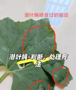 叶下的虫子怎么办
