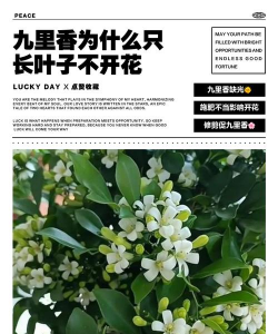 家庭养花用生根粉