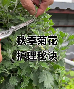 秋菊怎么养花