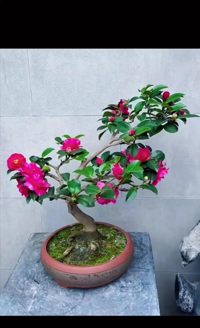 养好茶梅的关键是什么?