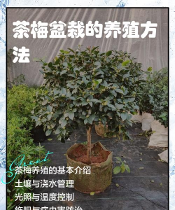 茶梅的养殖方法 茶梅的繁殖方法