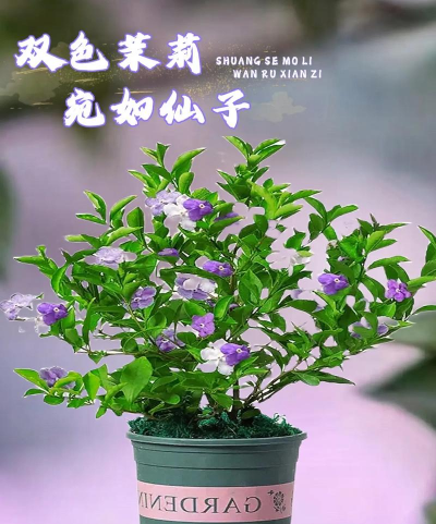 开花开一对的是什么花