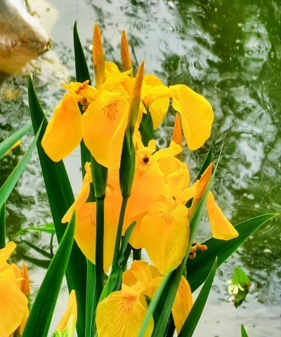 黄菖蒲开什么花