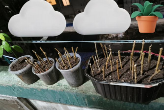 家庭养花用生根粉