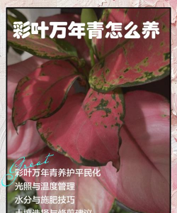 彩色万年花怎么养护