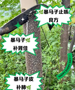 树冻爆皮怎么办