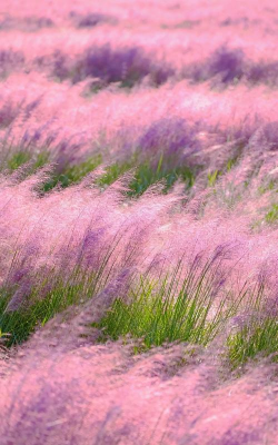 粉黛乱子草什么科