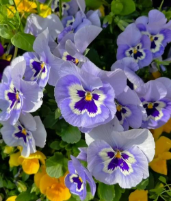 三色堇花代表什么意思