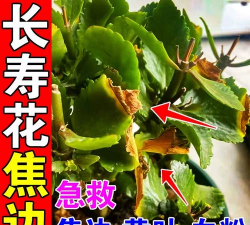 家庭养花用生根粉