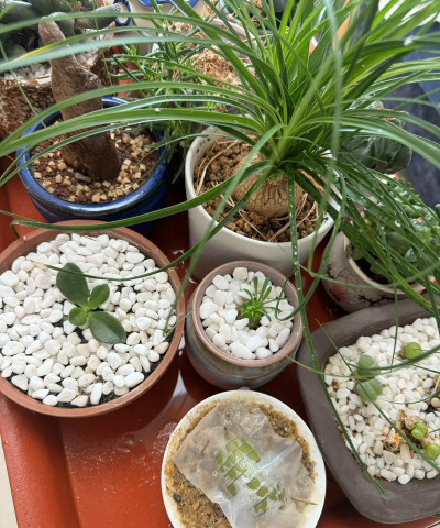 家庭养花用生根粉