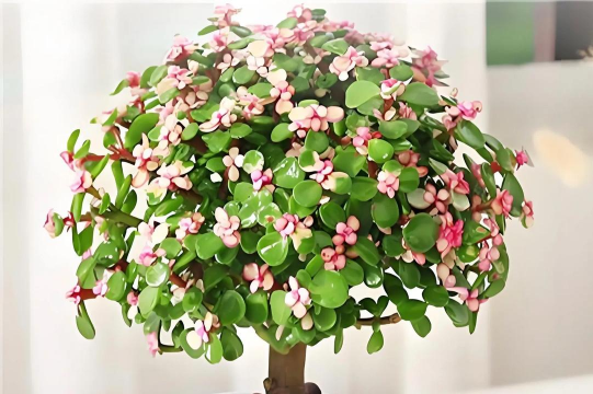 金枝玉叶是什么样的花