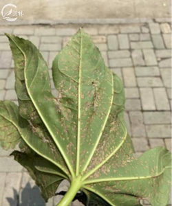 八角金盘有什么病虫害