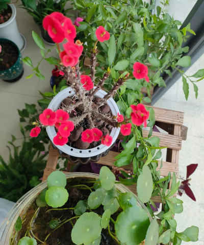 家庭养花用生根粉