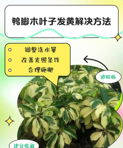 鸭角木黄叶怎么办
