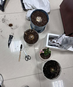 家庭养花用生根粉