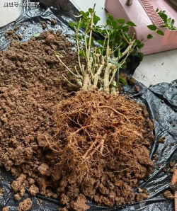 家庭养花用生根粉