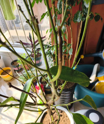 家庭养花用生根粉