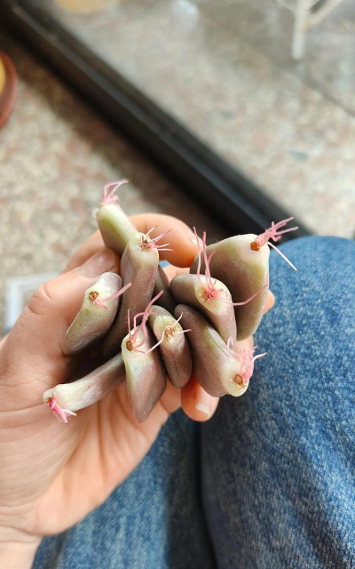 家庭养花用生根粉