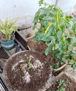 家庭养花用生根粉