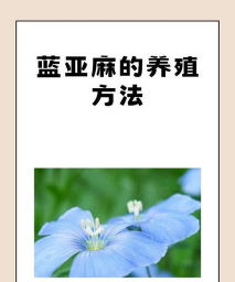 蓝亚麻如何养殖