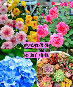 家庭养花用生根粉