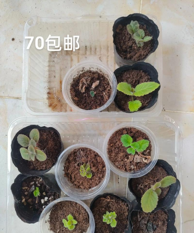 家庭养花用生根粉