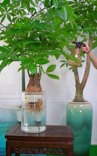 家庭养花用生根粉