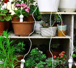 家庭养花用生根粉