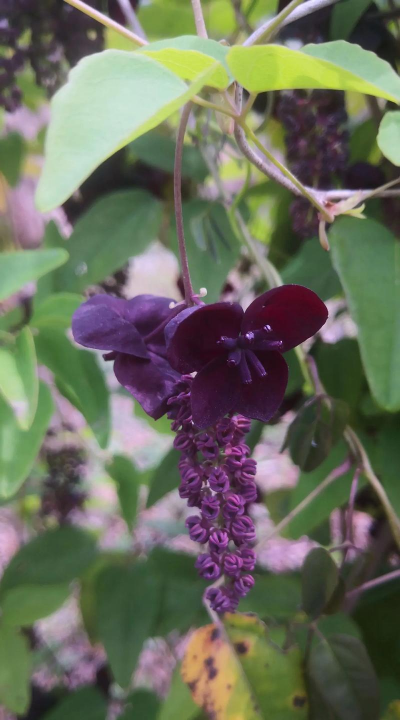 和八月瓜相似的是什么花