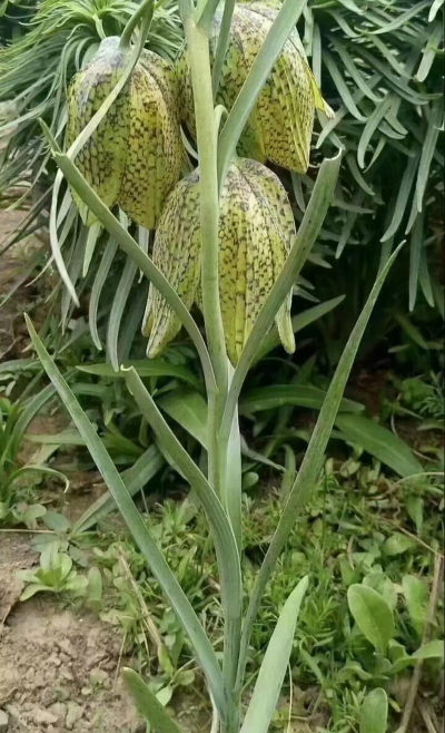 川贝母的花是什么样的