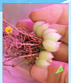 家庭养花用生根粉