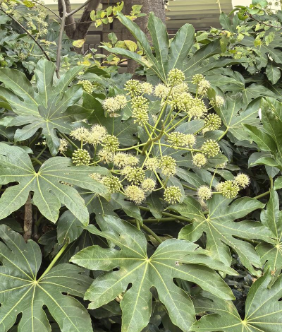 八角金盘是什么样的