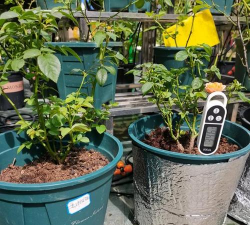 家庭养花用生根粉